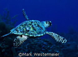 Heading Deep - Image taken in Cayman with a Nikonos V, 15... by Mark Westermeier 